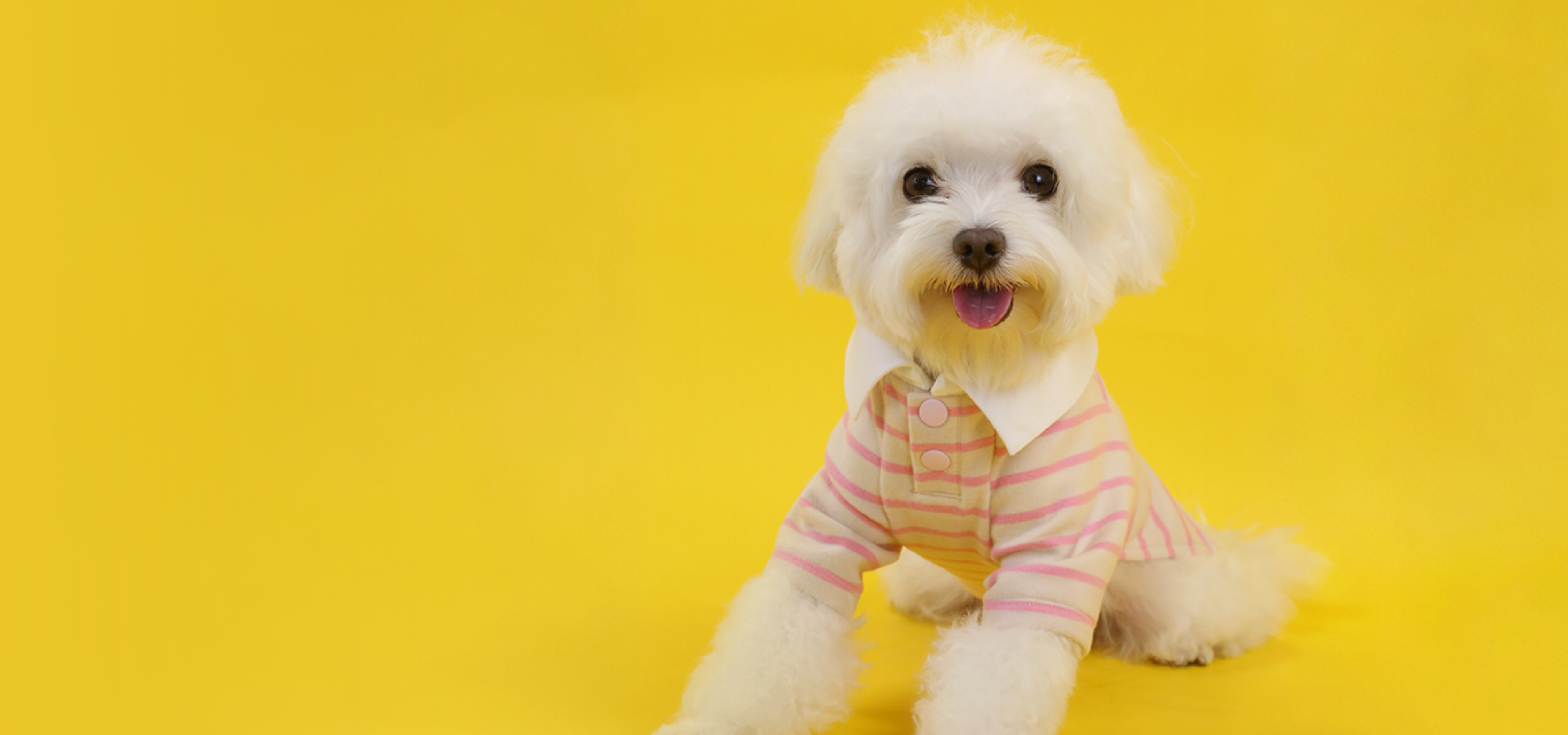 灵感三色堇
